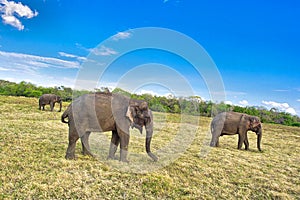 Sri Lankan Elephant, Kaudulla National Park, Sri Lanka photo