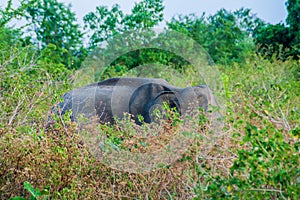 Sri Lankan elephant Elephas maximus maximus in Uda Walawe National Park, Sri Lan