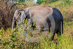 Sri Lankan elephant Elephas maximus maximus in Uda Walawe National Park, Sri Lan