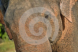 Sri Lankan Elephant, Elephas maximus maximus, Wilpattu National Park