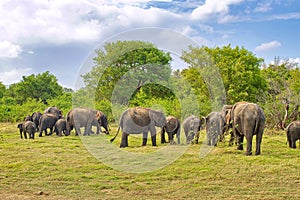 Sri Lankan Elephant, Minneriya National Park, Sri Lanka photo