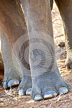 Sri Lankan Elephant, Udawalawe National Park, Sri Lanka photo