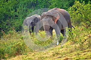 Sri Lankan Elephant, Kaudulla National Park, Sri Lanka photo