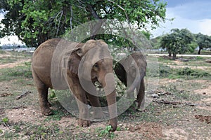 The Sri Lankan elephant is native to Sri Lanka and one of three recognised subspecies of the Asian elephant. photo