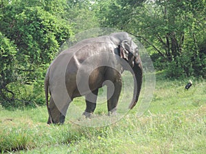 The Sri Lankan elephant is native to Sri Lanka and one of three recognised subspecies of the Asian elephant.