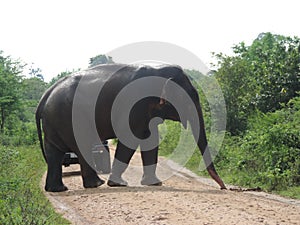 The Sri Lankan elephant is native to Sri Lanka and one of three recognised subspecies of the Asian elephant.