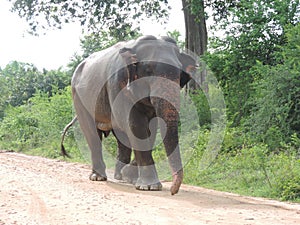 The Sri Lankan elephant is native to Sri Lanka and one of three recognised subspecies of the Asian elephant.