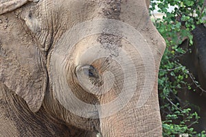 The Sri Lankan elephant is native to Sri Lanka and one of three recognised subspecies of the Asian elephant