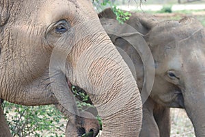 The Sri Lankan elephant is native to Sri Lanka and one of three recognised subspecies of the Asian elephant