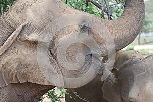 The Sri Lankan elephant is native to Sri Lanka and one of three recognised subspecies of the Asian elephant