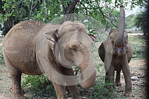 The Sri Lankan elephant is native to Sri Lanka and one of three recognised subspecies of the Asian elephant