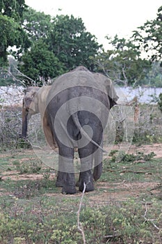 The Sri Lankan elephant is native to Sri Lanka and one of three recognised subspecies of the Asian elephant.