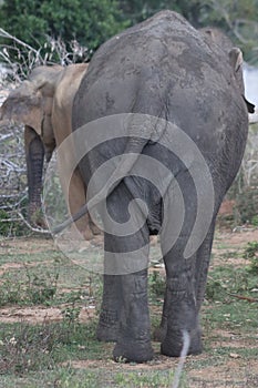 The Sri Lankan elephant is native to Sri Lanka and one of three recognised subspecies of the Asian elephant