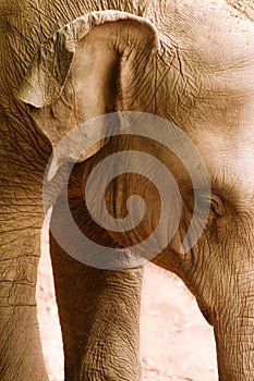 Sri Lankan Elephant Portrait