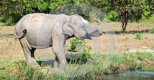 Sri Lankan elephant quenching its thirst, Dring water from a fresh waterbody at Yala National Park
