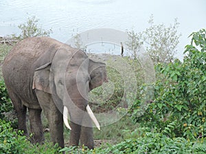 Sri Lankan Elephant With Tusks - Isolated