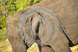 Sri Lankan Elephant, Wilpattu National Park, Sri Lanka photo