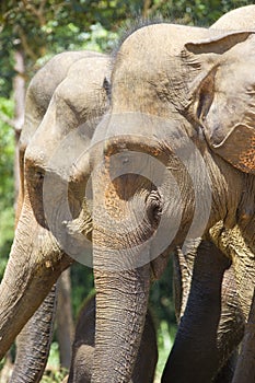 Sri Lankan Elephants