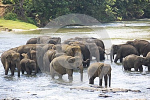 Sri Lankan Elephants in Water