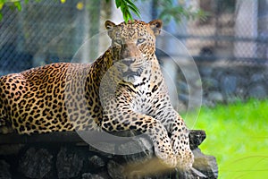 Sri Lankan Endemic Leopard