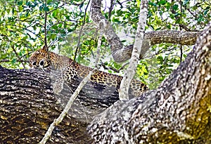 Sri Lankan Endemic Leopard - Panthera Pardus Kotiya