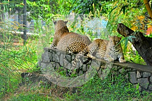 Sri Lankan Endemic Leopard photo