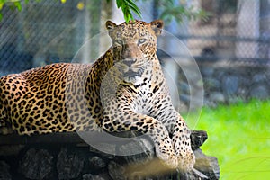 Sri Lankan Endemic Leopard photo