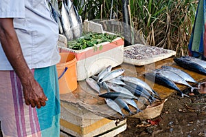 Sri Lankan fishmonger in sarong sells fish in the morning market in Weligama.