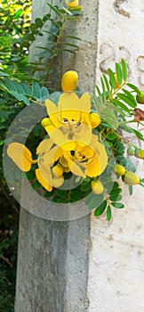 Sri lankan flowers of yellow bauty