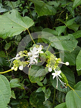 Sri Lankan forest beautiful flower