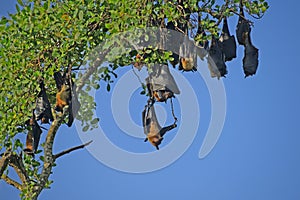 Sri Lankan Fruit Bats resting on a tree hanging down against blue sky during daytime - captured at Galle Sri Lanka.