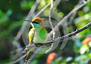 Sri Lankan Green Bee-Eater perched on a branch photo