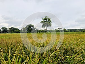 Sri Lankan green paddy field harvest North Western Province