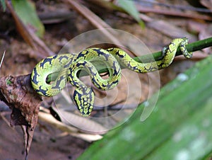 Sri Lankan green pit viper, Sri Lankan pit viper, green pit viper photo