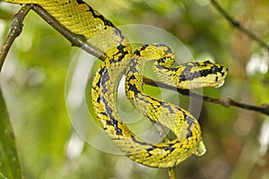 Sri Lankan Green Pit Viper, Sinharaja National Park Rain Forest, Sri Lanka