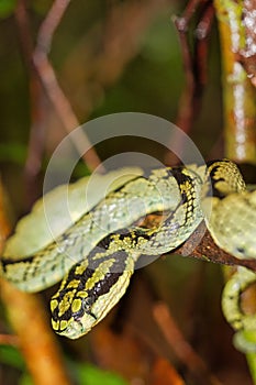 Sri Lankan Green Pit Viper, Sinharaja National Park Rain Forest, Sri Lanka