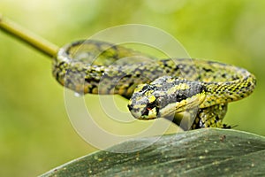 Sri Lankan Green Pit Viper, Sinharaja National Park Rain Forest, Sri Lanka