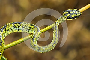 Sri Lankan Green Pit Viper, Sinharaja National Park Rain Forest, Sri Lanka