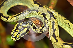 Sri Lankan Green Pit Viper, Sinharaja National Park Rain Forest, Sri Lanka