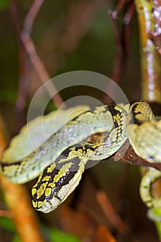 Sri Lankan Green Pit Viper,Sinharaja National Park Rain Forest, Sri Lanka