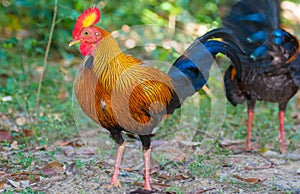 Sri Lankan Jungle Fowl photo