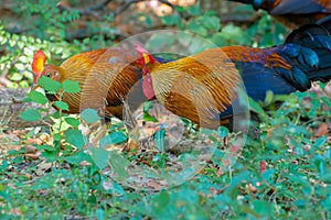 Sri Lankan Jungle Fowl photo