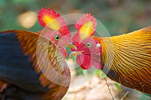 Sri Lankan Jungle Fowl photo