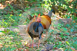 Sri Lankan Jungle Fowl photo