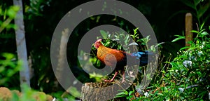 Sri Lankan jungle fowl photograph, Beautiful male jungle fowl stand on a tree log and watchful of the surroundings, Endemic and photo