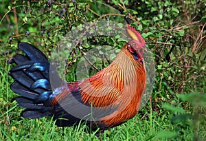 Sri Lankan junglefowl