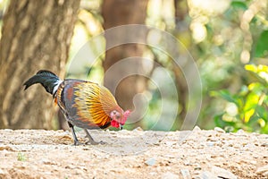 Sri Lankan junglefowl (Gallus lafayetii) photo