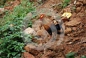 The Sri Lankan junglefowl photo