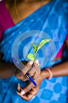 A Sri Lankan lady holds a green tea leaf in her hands in front of a sky blue sari, Nuwara Eliya, Sri Lank