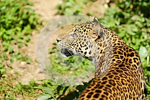 Sri lankan leopard 2